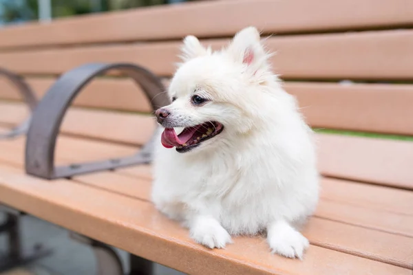 Anjing Pomeranian Duduk Bangku Taman — Stok Foto