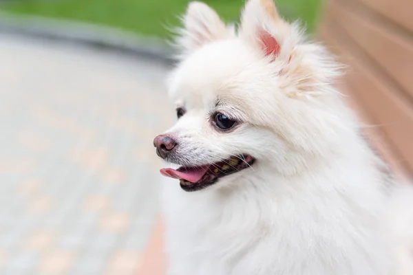 Beyaz Pomeranya Köpeği Parkta Oturuyor — Stok fotoğraf