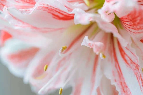 Beautiful Red Striped Barbados Lily Close — Stock Photo, Image