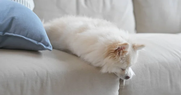 Cão Dormir Sofá Casa — Fotografia de Stock