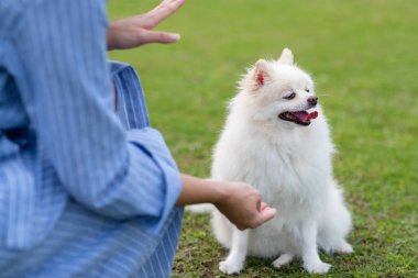 Parkta beyaz Pomeranya köpekli bir kadın antrenmanı