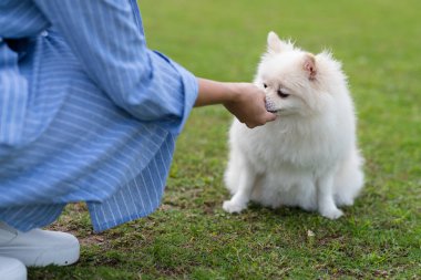 Kadın parkta beyaz Pomeranya köpeğini besliyor.