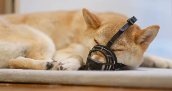 Shiba Inu Hund Mit Maulkorb — Stockfoto