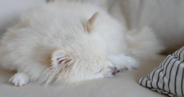 Beyaz Pomeranya 'lılar evdeki kanepede uyurlar.