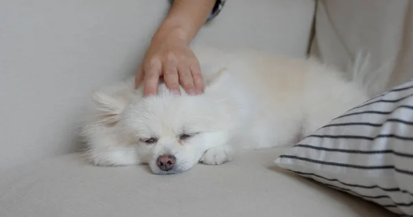 Pet Proprietário Acariciar Seu Cão Pomerânia — Fotografia de Stock
