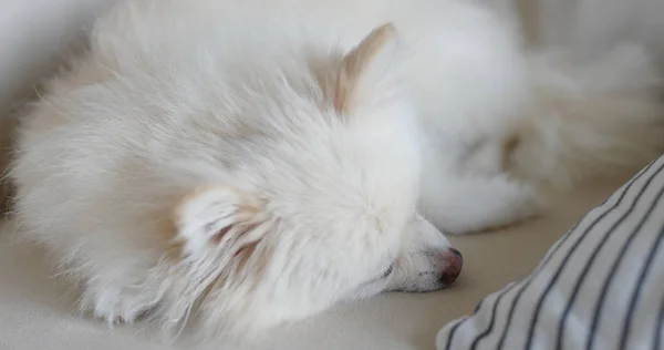 Pomeranian Cão Deitado Sofá Travesseiro Casa — Fotografia de Stock