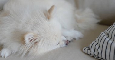 Pomeranian köpek evde kanepede uyku