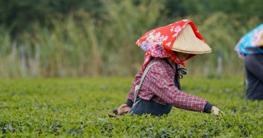 Kadın iş yerinde çay çiftlik