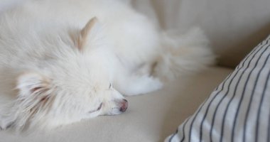 Pomeranian köpek evde kanepede yastık üzerinde yatan