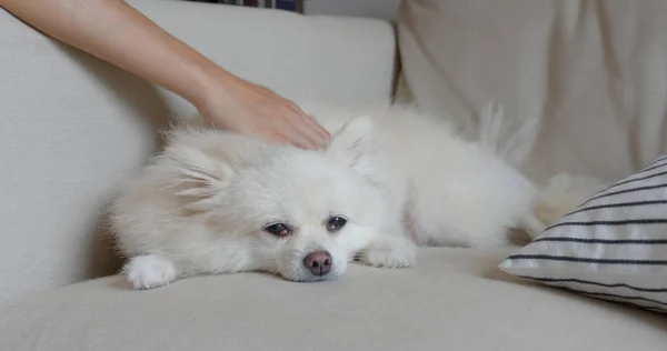 Wanita Memeluk Anjing Pomeranian Nya — Stok Foto
