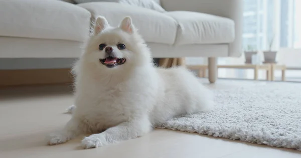 Witte Pomeranian Hond Liggend Vloer Thuis — Stockfoto