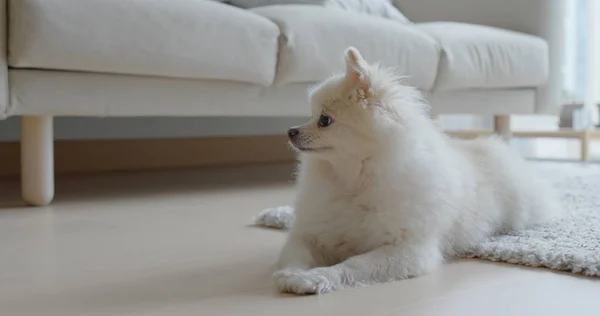 Cane Bianco Pomerania Casa — Foto Stock