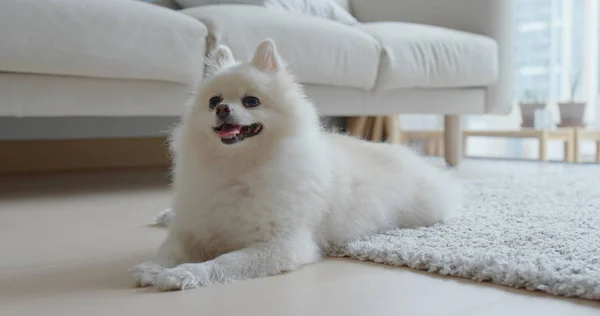 Witte Pomeranian Hond Liggend Vloer Thuis — Stockfoto