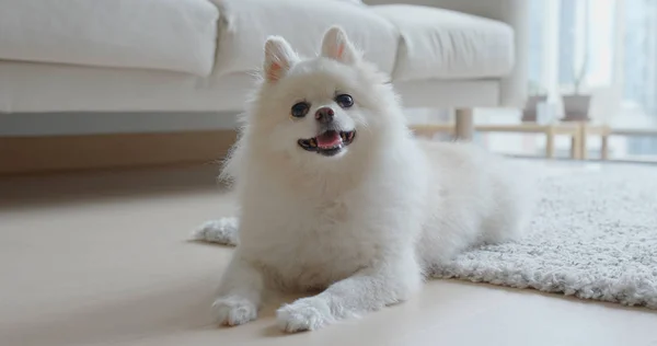 Chien Poméranien Blanc Maison — Photo