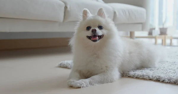 Anjing Putih Pomeranian Tergeletak Lantai Rumah — Stok Foto