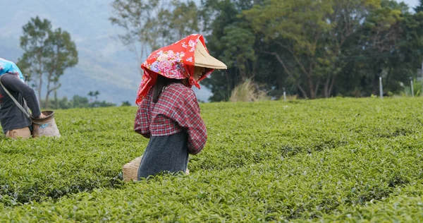 Menschen Arbeiten Der Grünen Teeplantage — Stockfoto
