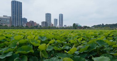Tokyo, Japonya - 25 Haziran 2019: Ueno park