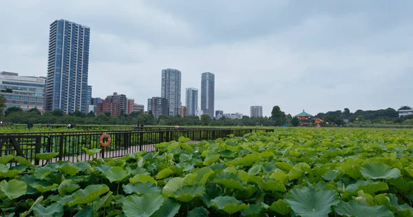 Tokio Japonsko Červen 2019 Ueno Park — Stock fotografie