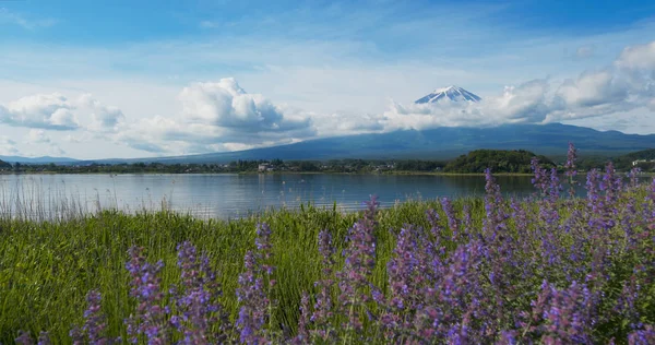 川口湖中的富士山与薰衣草田 — 图库照片