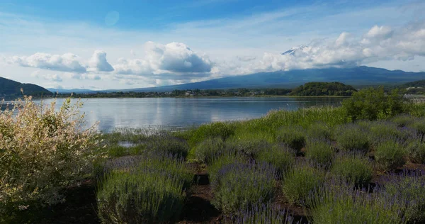 Berg Fuji in Kawaguchiko meer met lavendel tuin van Japan — Stockfoto