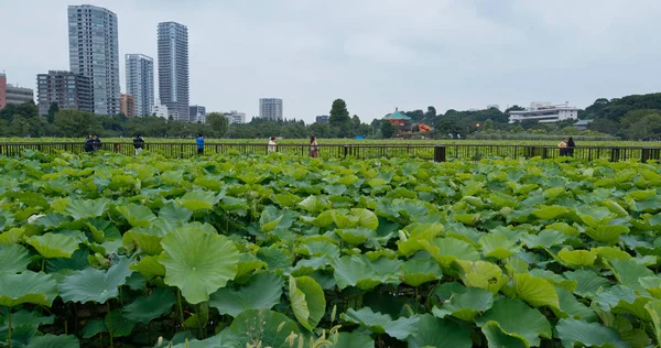 Tokio Japonsko Červen 2019 Ueno Park — Stock fotografie