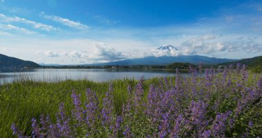Japonya, Kawaguchiko 'daki Fujisan Dağı ve Lavanta tarlası