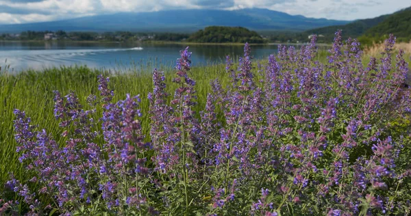 Fujisan och lavendelfält i Kawaguchiko i Japan — Stockfoto