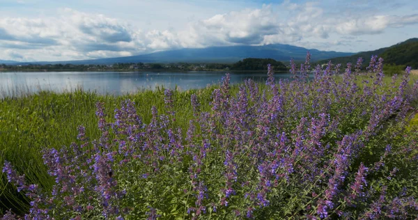 Fujisan och lavendelfält i Kawaguchiko — Stockfoto