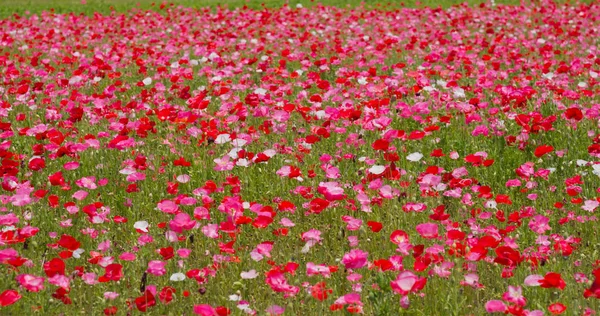 Όμορφο Ροζ Παπαρούνας Κήπο Χωράφι — Φωτογραφία Αρχείου