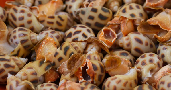 Uncooked Raw Fresh Sea Snails Close — Stock Photo, Image