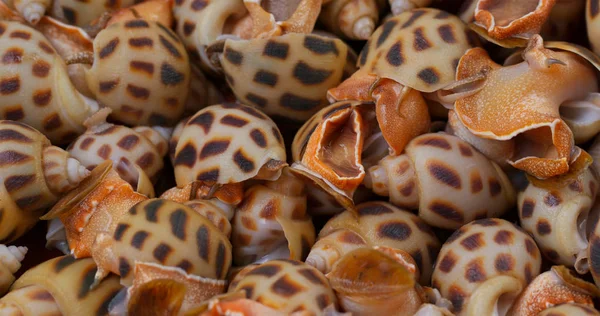 Uncooked Fresh Sea Snails Close — Stock Photo, Image