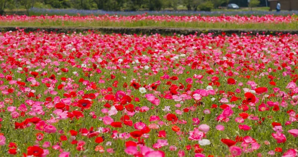 Jardín Campo Flores Amapola Rosa — Foto de Stock