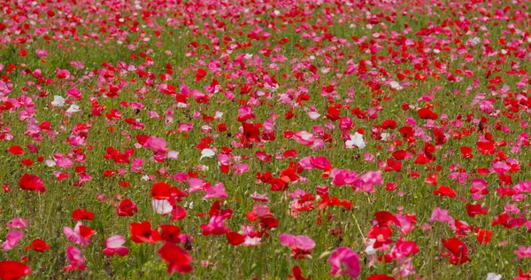 Pink Poppy Jardim Campo Flores — Fotografia de Stock