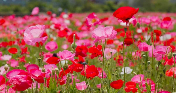 Hermoso Campo Flores Amapola Rosa — Foto de Stock