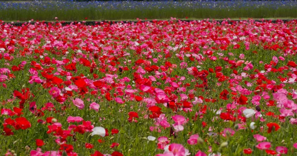Beautiful Poppy Flower Garden Park — Stock Photo, Image