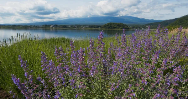 Fujisan och lavendelfält i Kawaguchiko — Stockfoto