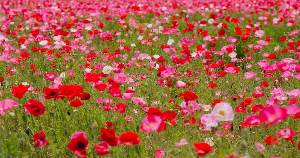 Piękny Różowy Kwiat Mak Ogród Pole — Zdjęcie stockowe