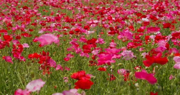 Piękny Mak Ogród Kwiat Park — Zdjęcie stockowe