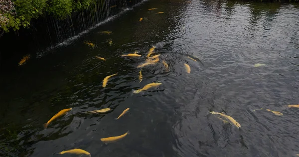 Peces Koi Nadan Estanque —  Fotos de Stock