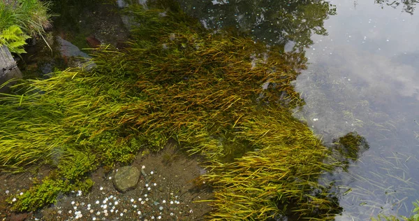 Lago Água Oshino Hakkai — Fotografia de Stock