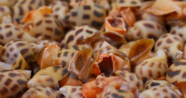 Pişmemiş çiğ taze deniz salyangozları