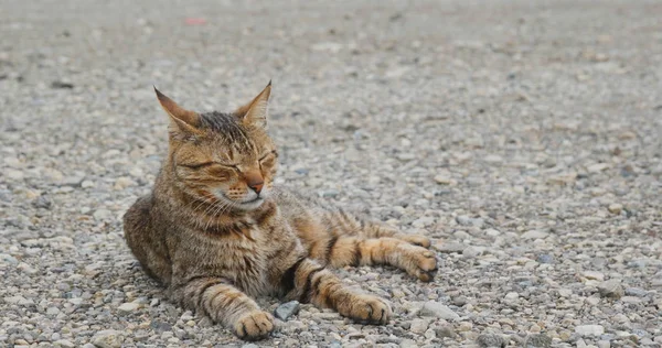 Gatto selvatico dormire sul mare — Foto Stock