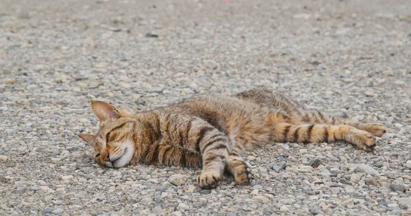 Gato Acostado Roca — Foto de Stock