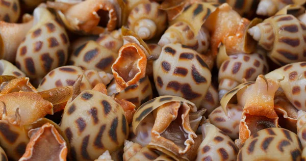 未煮熟的生生海蜗牛 — 图库照片