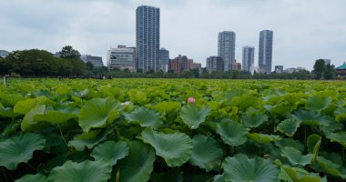 Tokyo, Japonya - 25 Haziran 2019: Ueno park