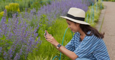 Kadın Lavanta alanında cep telefonu fotoğraf çekmek