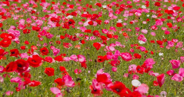 Piękny Różowy Kwiat Mak Ogród Pole — Zdjęcie stockowe