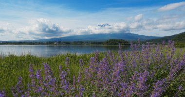 Japonya, Kawaguchiko 'daki Fujisan Dağı ve Lavanta tarlası