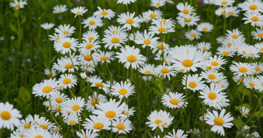 Çayır alanında beyaz chamomiles 