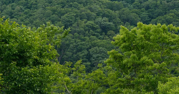 Green Mountain Forest Natuur Landschap — Stockfoto